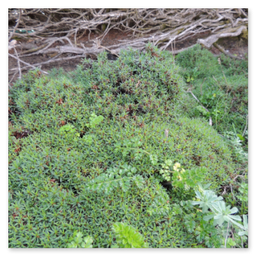 Limonium- Statice